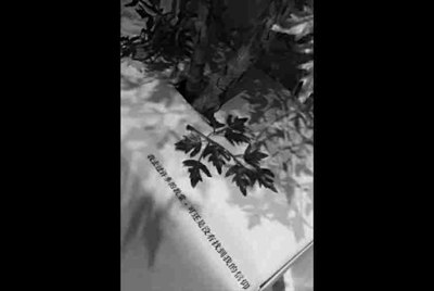 王者荣耀租号，凤求凰至尊宝（价格私聊）
