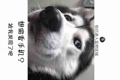 王者荣耀租号有哪几个平台 不要工作室，靠谱的来？