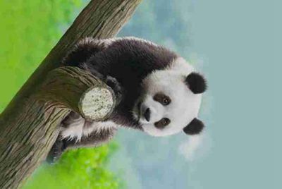 可否在不安装微信的情况下，登录王者荣耀微信服。