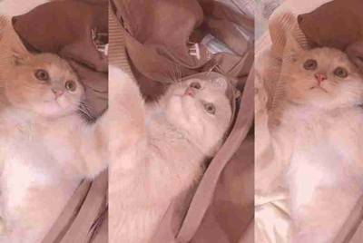 求有猴子的王者荣耀号 苹果微信的 借号 诚信