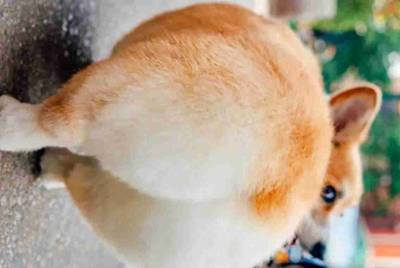 最新版租号玩手机投诉截图怎么上传？
