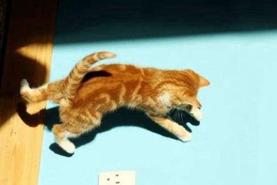 交易猫,被卖家恶意仲裁,我该怎么办,如何想游戏方获取资料?
