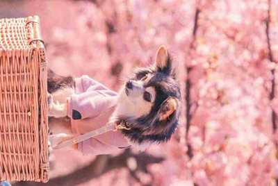 梦幻西游杀人多少钱
