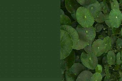CF怎么租号玩？上号的流程是什么？