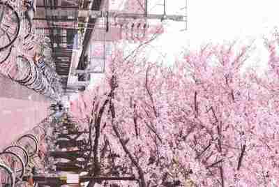 支付宝里的芝麻信用租手机