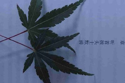 一个网友用我的手机号注册了荒野行动游戏，我告诉他验证码了，后悔咯，对财产有什么危害？？求解在线急等