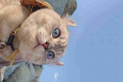 交易猫上怎么把号租给别人啊