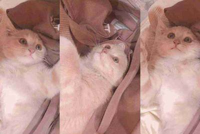 我在交易猫出租4399账号别人租完了是不是在交易猫里修改密码？
