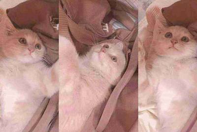 交易猫怎么看自己的租号次数？