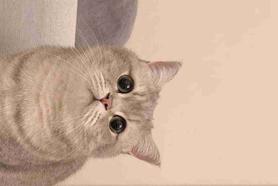 租号猫能不能两个地方同时登录？