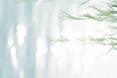 Steam输入账号登录后没反应