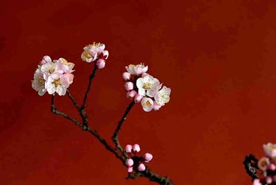 我在租号玩租了个绝地求生登上去steam但是上不去游戏是为什么?