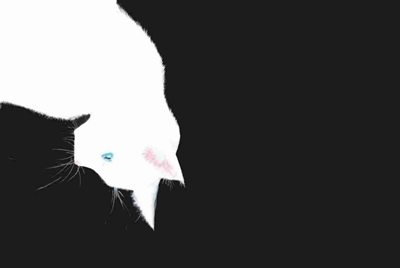 交易猫手续费怎么收？
