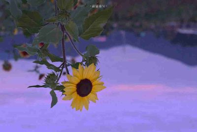 :官网下载<软件安装包>