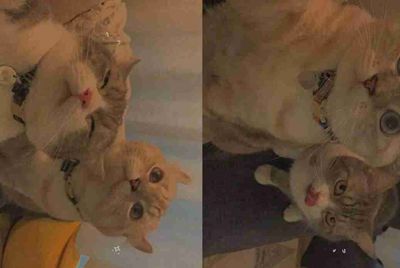 交易猫账号交易安全吗