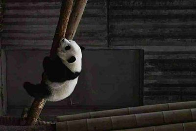 苹果app怎么下载u c