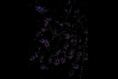 租号玩怎么绑定支付宝