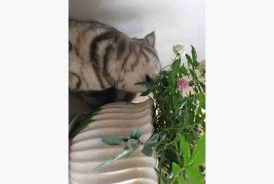 如何利用编程猫怎么做游戏？