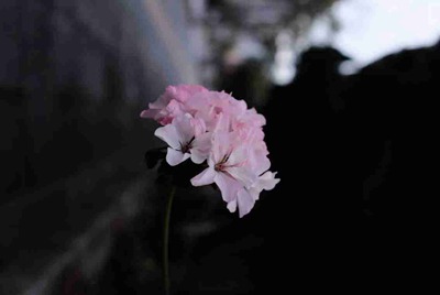 生死狙击号和密码是什么？