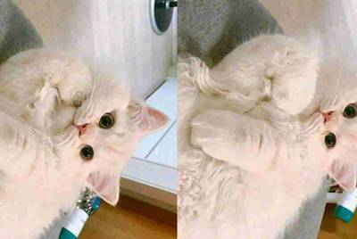 交易猫怎么看自己的租号次数？