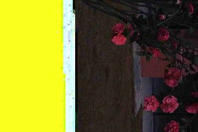 租号玩为什么进不去