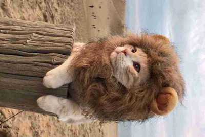 交易猫租号网吧不能用吗