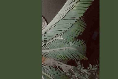 梦幻西游那些在淘宝上租号的人是骗子吗？