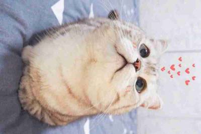 交易猫怎么看自己的租号次数?