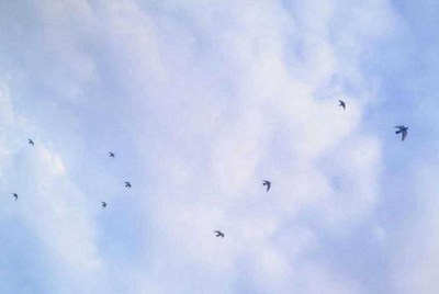 小米日租卡多少钱 小米日租卡和月租卡有什么区别