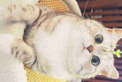 交易猫租号业务考试最新答案