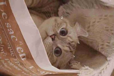 交易猫上怎么把号租给别人啊