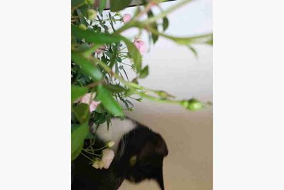手机游戏台球帝国打不开,告知未获取到初始化信息是什么意思