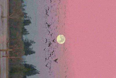 海贼王路飞的家族（）带图片