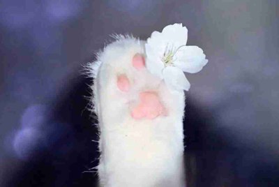 交易猫上怎么把号租给别人啊