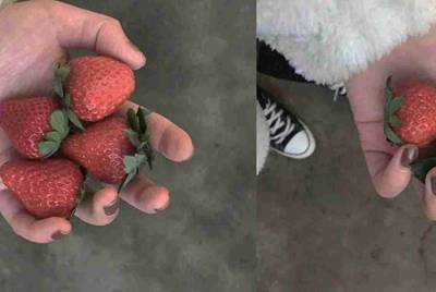 你的美食大战老鼠号能借我玩下吗？