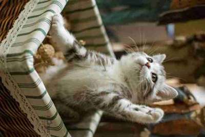 借号猫怎么进游戏