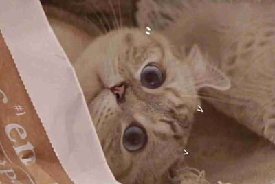 交易猫怎么看自己的租号次数？